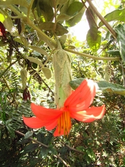 Mutisia clematis