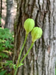 Lilium columbianum