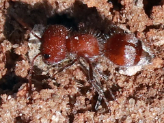 Myrmilloides grandiceps