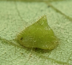 Caryomyia marginata