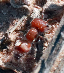 Myrmilloides grandiceps