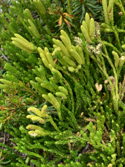 Diphasiastrum sitchense