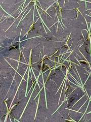 Sparganium angustifolium