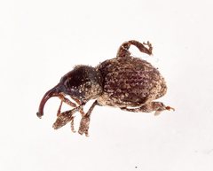 Trachodes hispidus