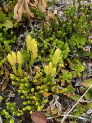 Diphasiastrum sitchense