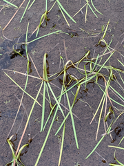 Sparganium angustifolium