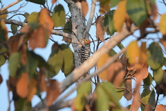 Dipterocarpus tuberculatus