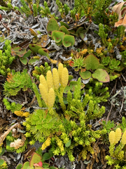 Diphasiastrum sitchense