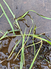 Sparganium angustifolium