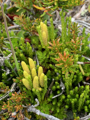 Diphasiastrum sitchense