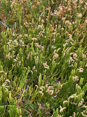 Diphasiastrum sitchense