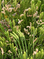 Diphasiastrum sitchense