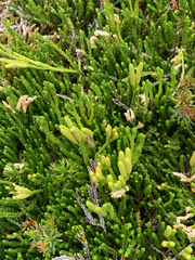 Diphasiastrum sitchense