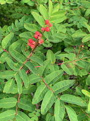 Sorbus sitchensis sitchensis