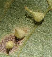 Caryomyia inclinata