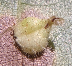 Caryomyia inclinata