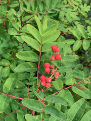 Sorbus sitchensis sitchensis