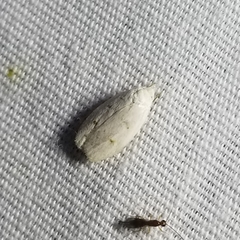 Durrantia piperatella