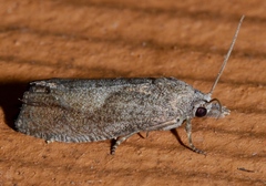 Eucosma sombreana