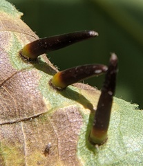 Caryomyia subulata