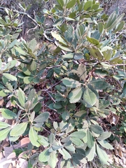 Notholithocarpus