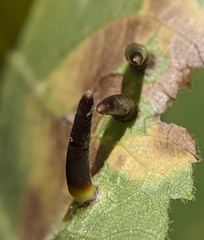Caryomyia subulata