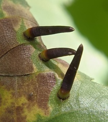 Caryomyia subulata