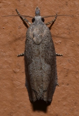 Eucosma sombreana