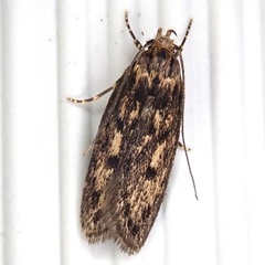 Hofmannophila pseudospretella