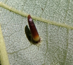 Caryomyia subulata