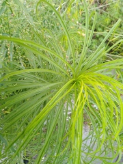 Asphodeline lutea