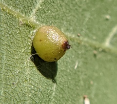 Caryomyia caryae