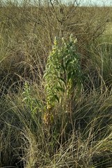 Buddleja stachyoides