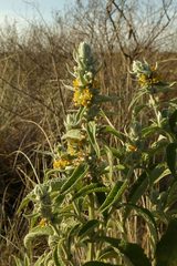 Buddleja stachyoides