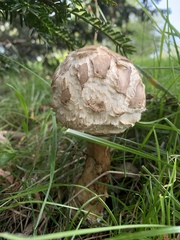 Chlorophyllum rhacodes