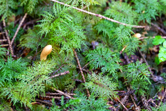 Trichoderma leucopus