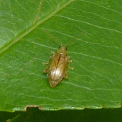 Systena marginalis