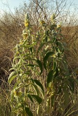 Buddleja stachyoides
