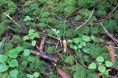 Trichoderma leucopus