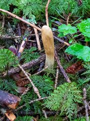 Trichoderma leucopus