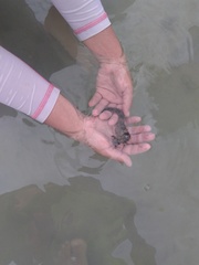 Hippocampus ingens