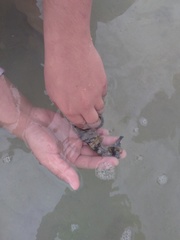 Hippocampus ingens