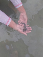 Hippocampus ingens