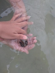Hippocampus ingens