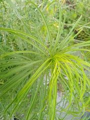 Asphodeline lutea