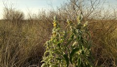 Buddleja stachyoides