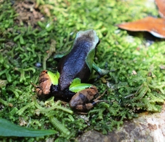 Mantella pulchra