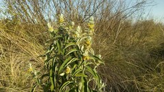 Buddleja stachyoides