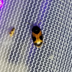 Mycetophagus punctatus