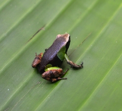 Mantella pulchra